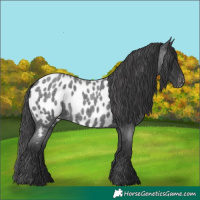 Horse Color:Blue Roan Near Leopard Rabicano 