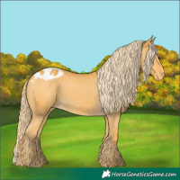 Horse Color:Palomino Appaloosa 