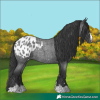 Horse Color:Blue Roan Appaloosa 