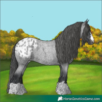 Horse Color:Blue Roan Appaloosa 