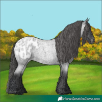 Horse Color:Blue Roan Appaloosa 