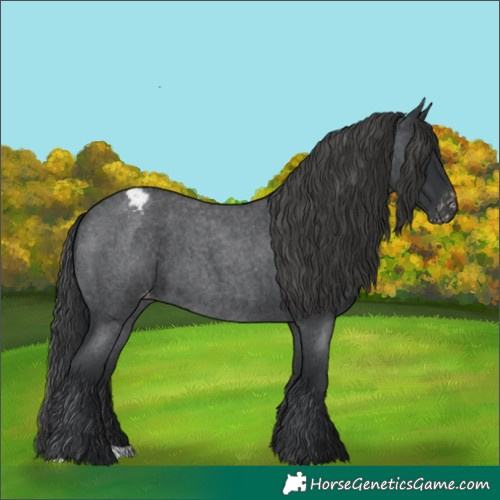 Horse Color:Blue Roan Appaloosa