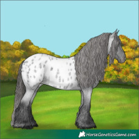 Horse Color:Blue Roan Appaloosa 