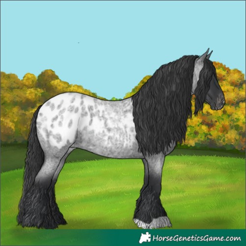 Horse Color:Blue Roan Appaloosa 