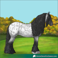 Horse Color:Blue Roan Appaloosa 