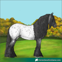 Horse Color:Blue Roan Near Leopard 