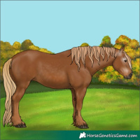 Horse Color:Unknown 