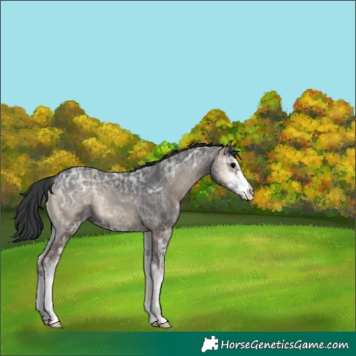 Horse Color:Blue Onyx Ice Sabino 
