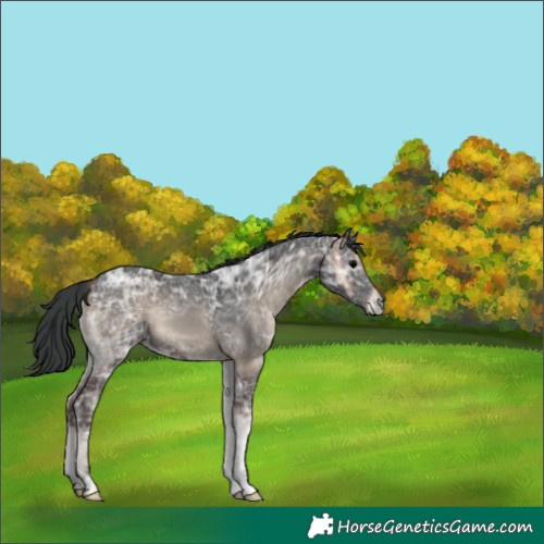 Horse Color:Blue Onyx Ice 