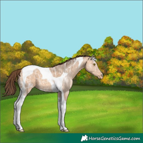 Horse Color:Amber Champagne Ice Tobiano Appaloosa 