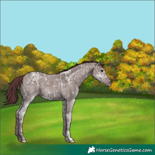 Horse Color:Chocolate Grullo Ice