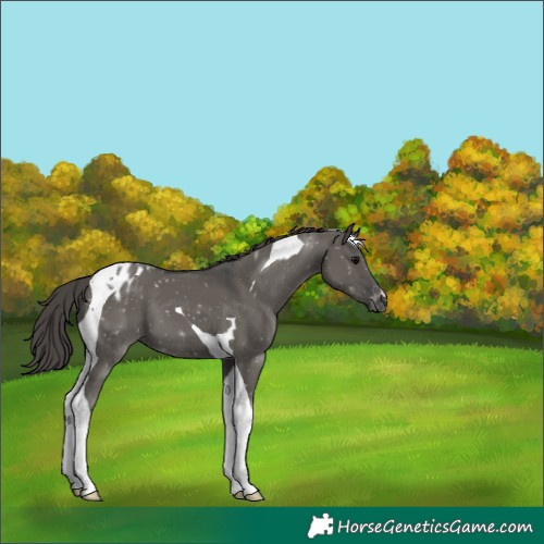 Horse Color:Grullo Tobiano Appaloosa