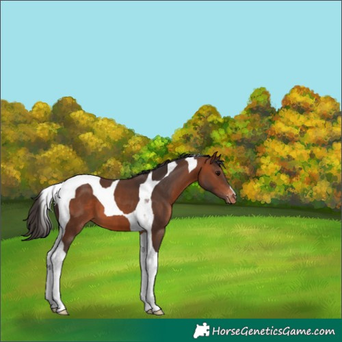 Horse Color:Bay Tobiano Appaloosa 
