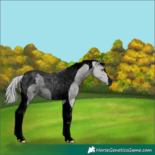 Horse Color:ERROR: UNKNOWN ANOMALY