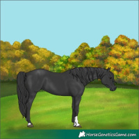 Horse Color:Black 