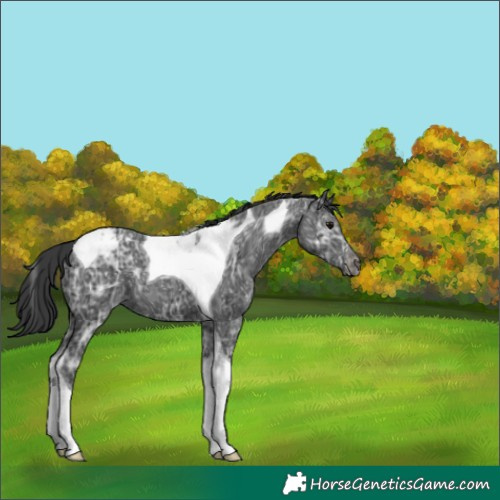 Horse Color:Black Ice Tobiano Appaloosa