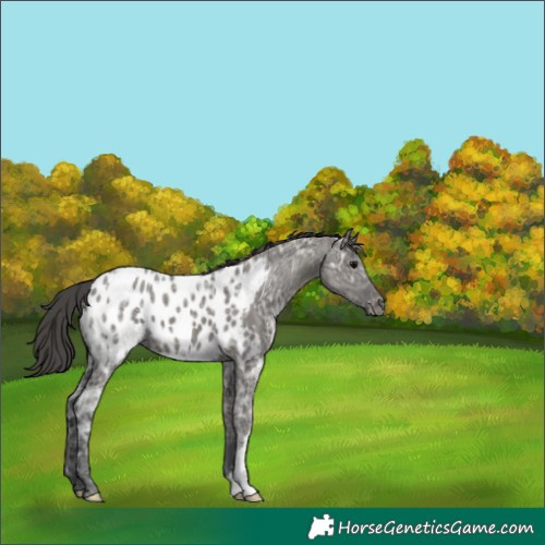 Horse Color:Grullo Ice Appaloosa