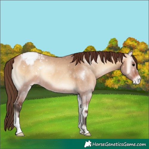 Horse Color:Bay Onyx Appaloosa 
