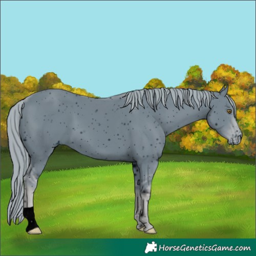 Horse Color:ERROR: UNKNOWN ANOMALY