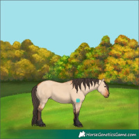 Horse Color:Bay Dun