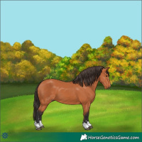 Horse Color:Bay 