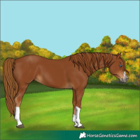 Horse Color:Gray Chestnut Splash Tobiano 