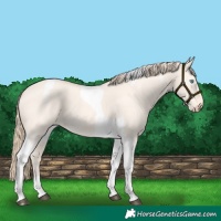Horse Color:Perlino Dun Tobiano 