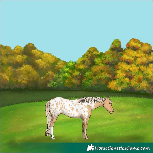 Horse Color:Palomino Dun Appaloosa 