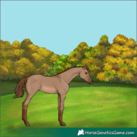 Horse Color:Red Dun