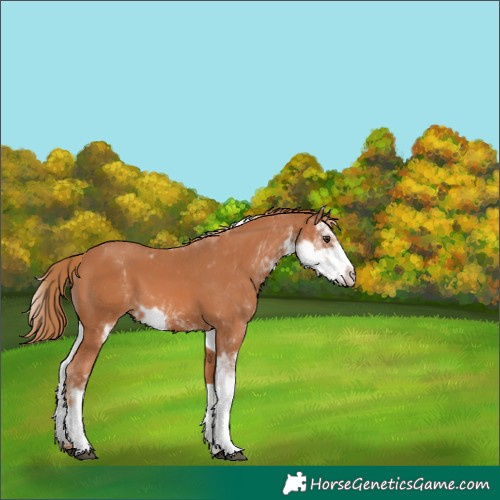 Horse Color:Chestnut Sabino 