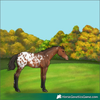 Horse Color:White Spotted Bay Appaloosa 