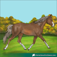 Horse Color:Chocolate Palomino 