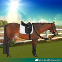 Horse Color:Bay Rabicano 