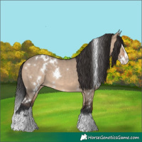 Horse Color:White Spotted Brown Dun Splash