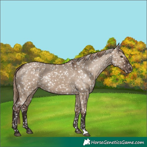 Horse Color:Liver Red Dun Snowflake VarnishRabicano 