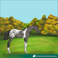 Horse Color:Grullo Tobiano Blanket 