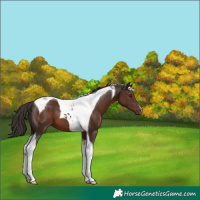 Horse Color:Liver Chestnut Tobiano 