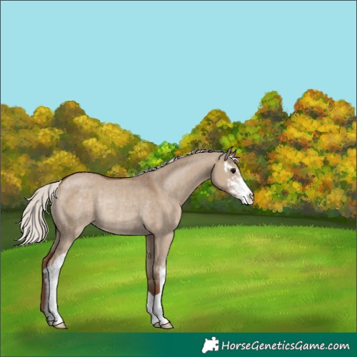 Horse Color:Silver Grullo Sabino Rabicano 