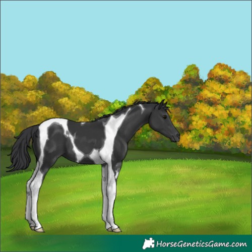 Horse Color:Black Tobiano 