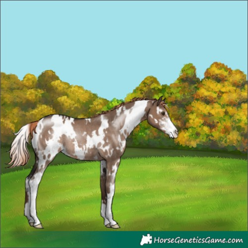 Horse Color:White Spotted Liver Red Dun Sabino Rabicano 