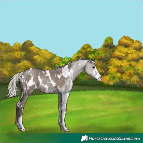 Horse Color:White Spotted Silver Grullo Sabino Rabicano 