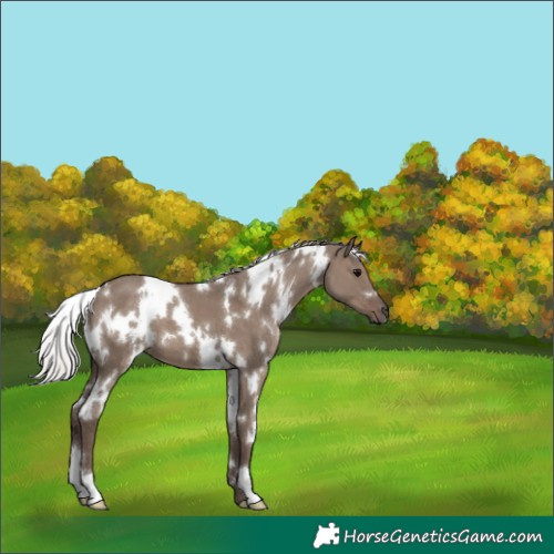 Horse Color:White Spotted Silver Grullo 