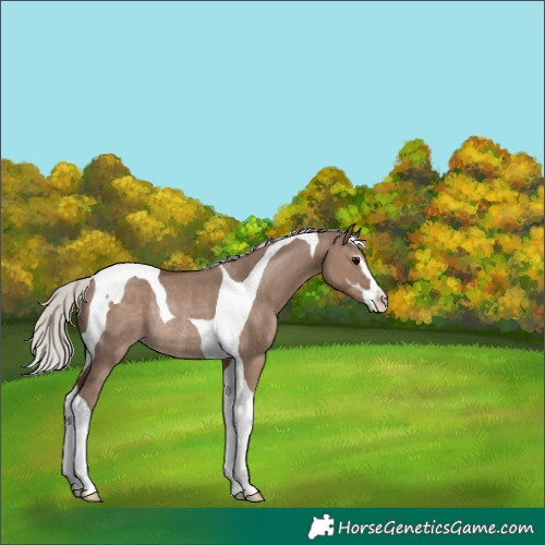 Horse Color:Silver Grullo Sabino Tobiano Rabicano 
