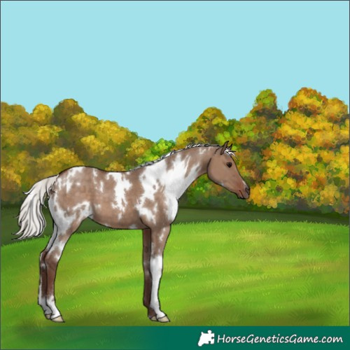 Horse Color:White Spotted Silver Grullo 