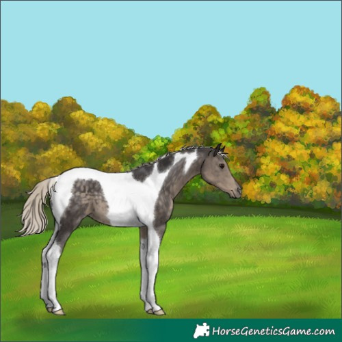 Horse Color:Silver Smoky Black Tobiano 