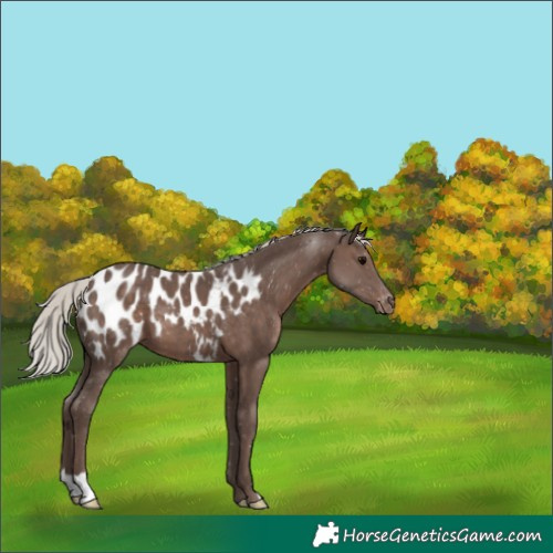 Horse Color:Silver Black Appaloosa 