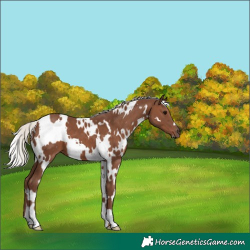 Horse Color:White Spotted Silver Black 