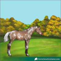 Horse Color:White Spotted Silver Brown Dun 