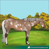 Horse Color:White Spotted Silver Brown Dun