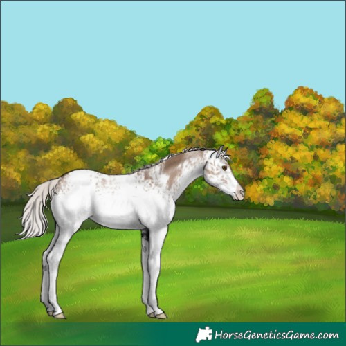 Horse Color:White Spotted Silver Grullo 